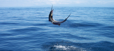 Shared Fishing in Cancun | Fishing Tours in Cancun