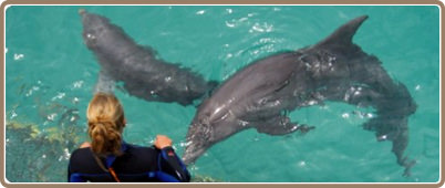 Swim with dolphins in Cancun | Cancun Tours, deals and discounts