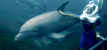 Swim with dolphins in Xelha | Xelha Tours, deals and discounts