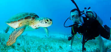 PADI Scuba Diver Course | Diving Courses Cancun