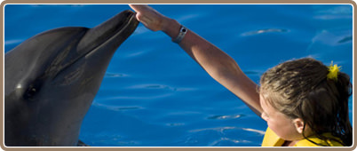 Swim with dolphins in Cancun | Dolphin Swimming programs Cancun