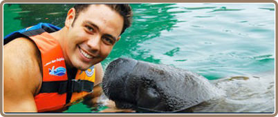 Swim with dolphins in Riviera Maya | Riviera Maya Tours, deals and discounts