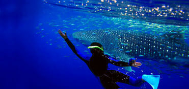 Whale Shark Tour Cancun | Whale Shark Expedition Cancun
