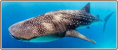 Whale Shark Tour Cancun | Whale Shark Expedition Cancun