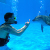 Dolphin trainer for a day, Cancun