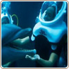 Dive with dolphins Xel-Ha