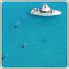 Cozumel plus