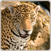 Xcaret tour basic, from Riviera Maya