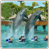 Xcaret basic tour +Swim with dolphins