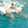 Dolphin Royal swim