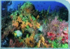 COZUMEL PLUS
