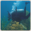 Cozumel one tank diving