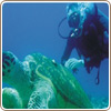 Open water certification