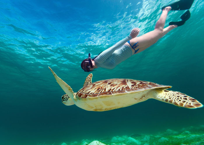 Snorkeling Tour with Turtles in their natural habitat + Visit to the underwater museum