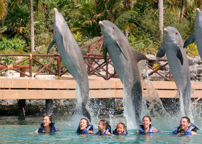 Dolphin Program Primax Tour in Riviera Maya Swim with dolphin in