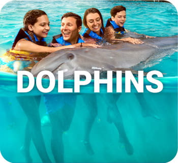 Swim with dolphins