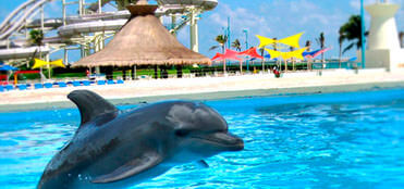 Wet N Wild Dolphin Tour Cancun Dolphin Swim Wet N Wild