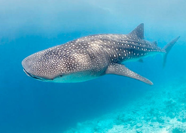 whale shark living in holbox