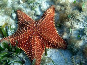 starfish in cozumel reef