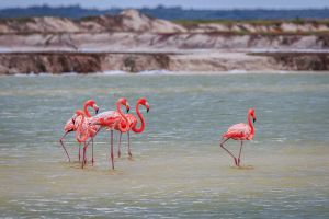 flaingos at Rio Lagartos y Las Coloradas