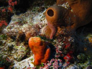 Natural reef in Cozumel