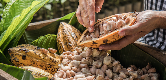 old hands with cacao beans