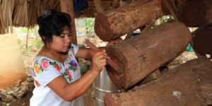 Mayan woman carving trunk to build shelters for Melipona bees