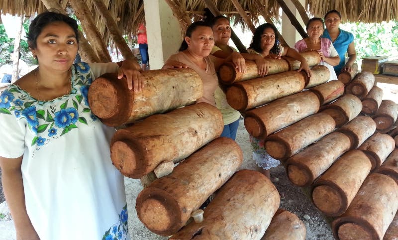Mayan women in charge of caring for and protecting the melipona bee