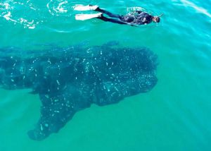 swiming with whale shark