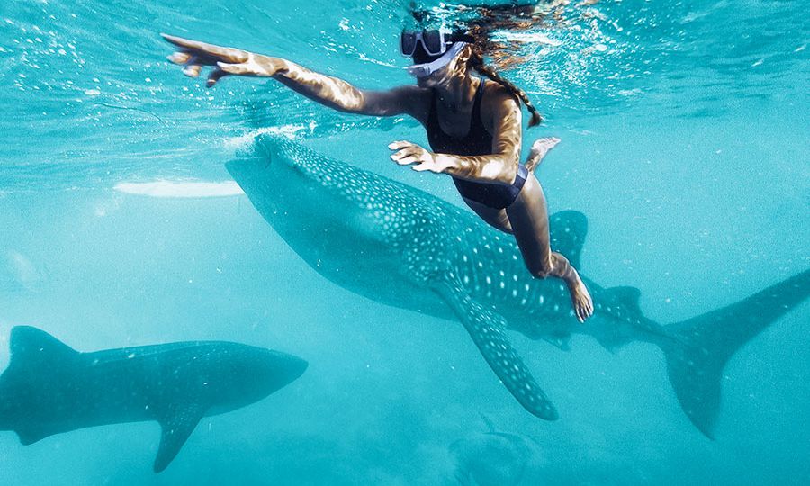 young woman swiming with the whale shark