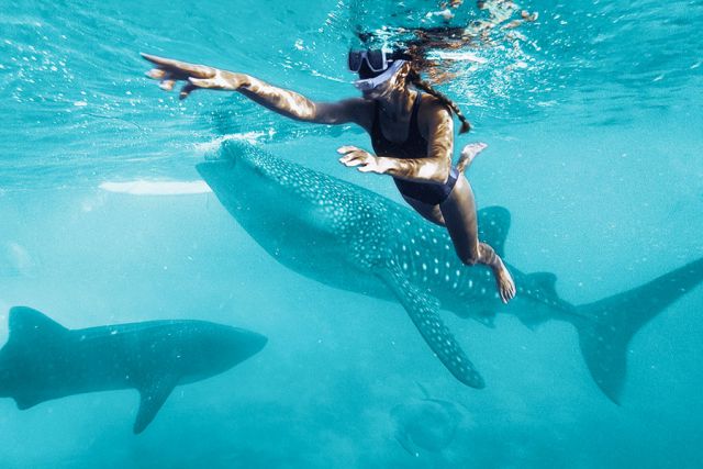 young woman swiming with the whale shark