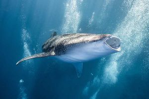 open mouth whale shark swim