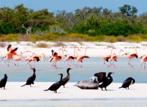 flamingos