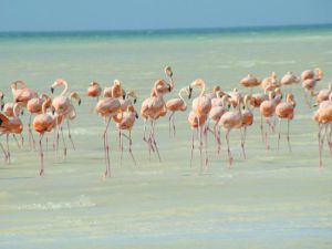 pink flamingos in holbox