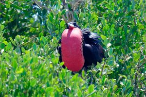 red chest bird