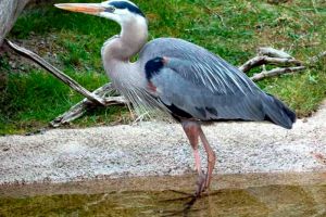 tropical heron