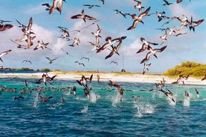 isla contoy mexico iland birds