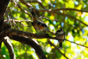 birds at isla contoy