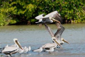 contoy pelicans