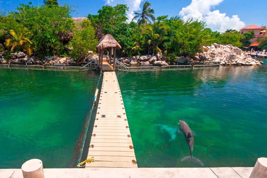 dolphins at puerto aventuras