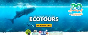 Eco tours whaleshark swim