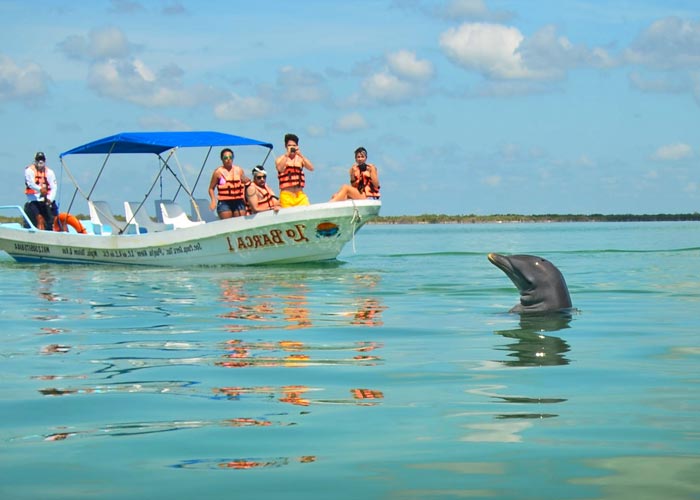 free dolphins cancun
