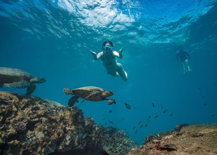 sea turtle snorkel tours cancun