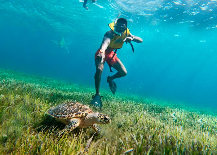 turtle snorkel tours in cancun